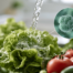 Washing fresh lettuce under running water to reduce Cyclospora contamination risk. Food hygiene, produce safety and kitchen sanitation concept for preventing foodborne illness and protecting public