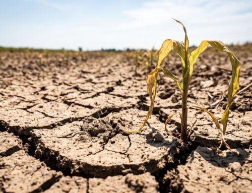 What Global Warming Means for the World’s Crops